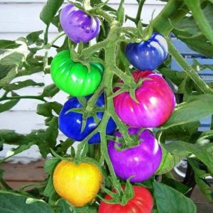 The world of beauty and elegance, you find it in one place  home accessories Egrow 100Pcs Rainbow Tomato Seeds Colorful Bonsai Organic Vegetables and Fruits Seed Home Garden