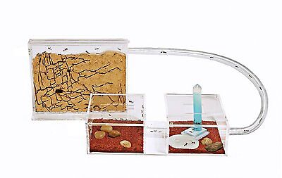 Sand Ant Farm Mini (Anthill, Formicarium, Educational, Ants)