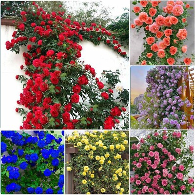 400+ Mixed Climbing Rose Seeds – Rare Rosa Vine Bush Flowers | Non-GMO | Easy to Grow